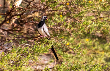 Male Namaqua Dove, Kgalagadi
