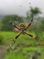 spider on the web