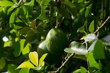 Avocado (Persea americana) and its growing fruits in the city of Rio de Janeiro, Brazil
