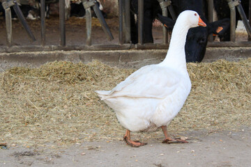 Oca anatidae che cammina con paglia