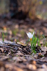 Delicate white and yellow winter Crocus in the woodlands near Kiryat Tivon in Israel
