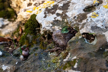 Small Cyclamen plant growing in a crevice where the bulb is exposed and not under the ground. They grow wild on a wooded slope in Kiryat Tivon Israel. It is the symbol of the town.
