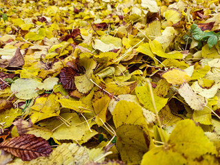 fallen autumn yellow leaves