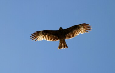 eagle in flight