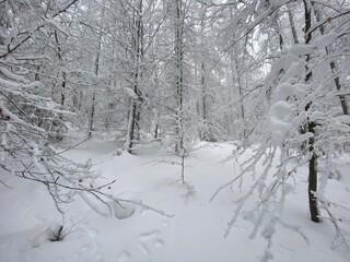 snow covered trees