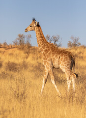 Giraffe in the golden light of the Kgalagadi