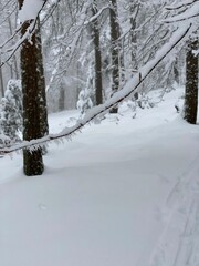 snow covered trees
