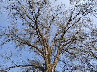Park close to river Adige in Verona city, Italy