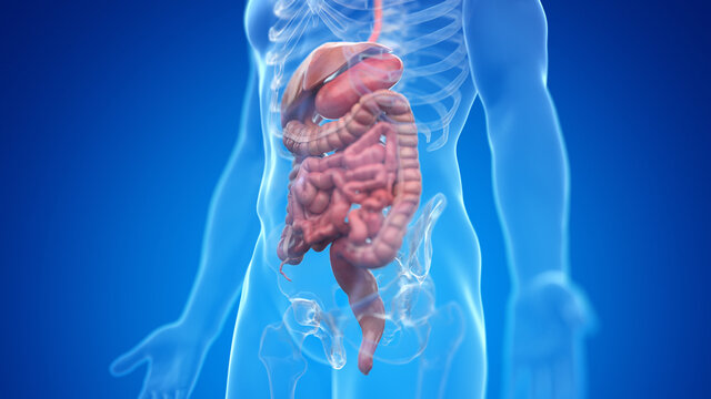 3d rendered medically accurate illustration of the male digestive system