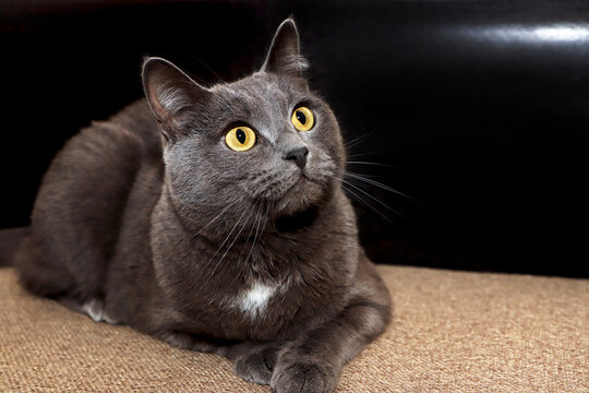 Grey British cat with yellow eyes.