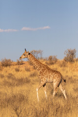 Giraffe in the golden light of the Kgalagadi