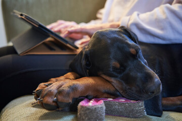 Checking online for pet insurance