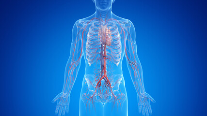 Fototapeta 3d rendered medically accurate illustration of the male vascular system obraz