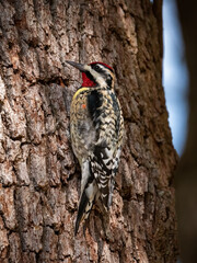 Yellow-Bellied Sapsucker woodpecker resting on a tree trunk