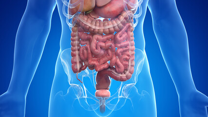 3d rendered medically accurate illustration of the male abdominal organs