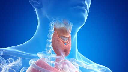 3d rendered medically accurate illustration of the male neck anatomy