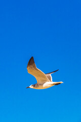 Flying seagull bird with blue sky background Holbox island Mexico.