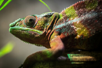 chameleon on a branch