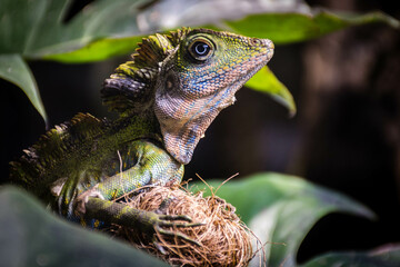 Obraz premium lizard on a tree