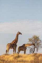 Giraffe in the golden light of the Kgalagadi