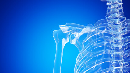 3d rendered illustration of the shoulder bones