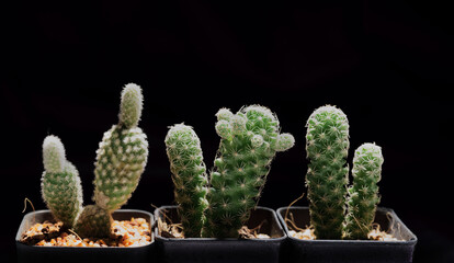 Little Tropical cactus green close up. side view.