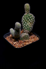 Fototapeta premium Little Tropical cactus green close up. side view.