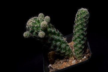 Little Tropical cactus green close up. side view.
