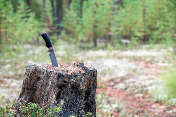 The hiking knife is stuck in pine stump in the forest.