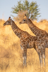 Giraffe in the golden light of the Kgalagadi