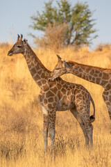 Giraffe in the golden light of the Kgalagadi