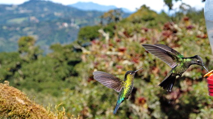 Hummingbirds in flight at Paraiso Quetzal lodge outside of San Jose, Costa Rica
