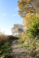 tourist path-trail, with beautiful gravel track near lovely yellow trees.