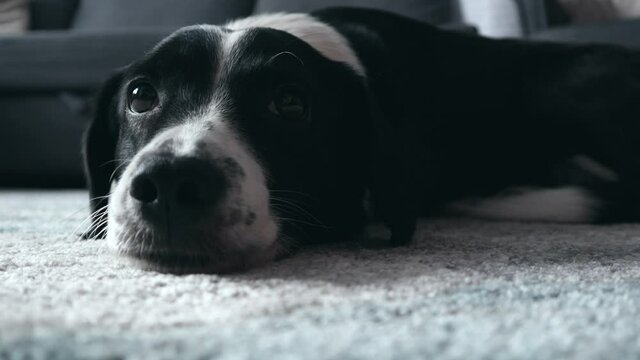 Black and white dog lying on the carpet