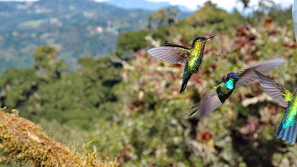 Fototapeta premium Hummingbirds in flight at Paraiso Quetzal lodge outside of San Jose, Costa Rica