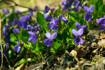 Violet of Reichenbach, or violet of the forest (Lat. Viola reichenbachiana)
