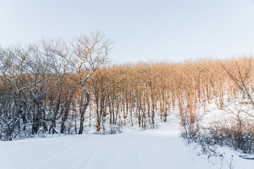 Snow covered road between mountain forest