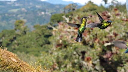 Fiery-throated hummingbirds (Panterpe insignis) in flight at Paraiso Quetzal lodge outside of San Jose, Costa Rica