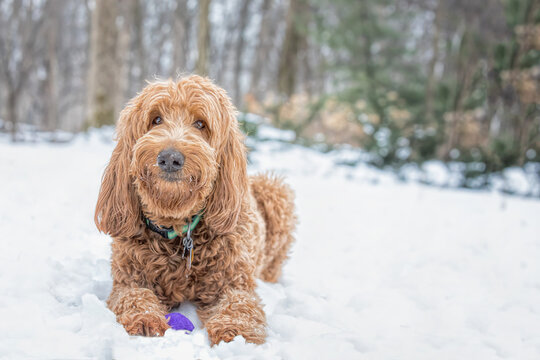 Smiling brown golden doodle dog lying on a snow