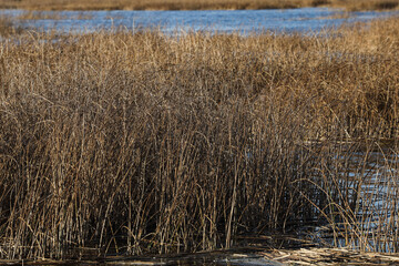 Lake view with seagrass and forest in background.