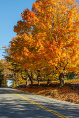 Beautiful maple trees in their fall splendor along route 31 in Princeton, Massachusetts 