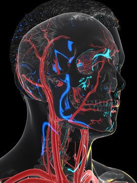 3d rendered illustration of the vascular system of the head