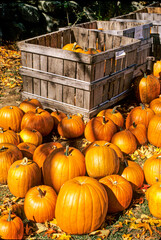 Newly harvested pumpkins from a Massachusetts farm