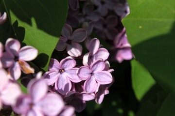 Small lilac flowers among the green leaves in the sunlight
