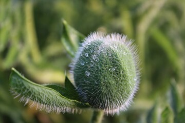 Macro photo of green poppy bud with water drops on it on the green background