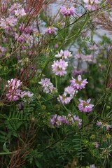 Pink flowers of hare clover blooming among herbs