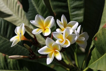 White plumeria flowers blooming among the green leaves on the tree in the hotel's garden