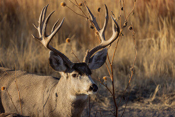 Mule Deer Buck in Colorado in Autumn