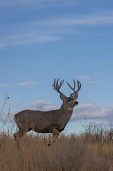 Mule Deer Buck in Colorado in Autumn