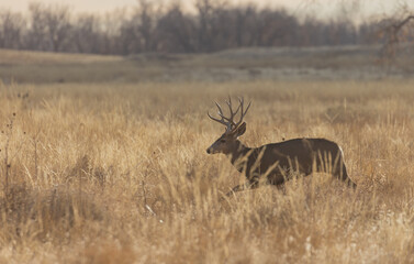 Mule Deer Buck in Colorado in Autumn